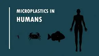 #Microplastics: How they get into the food chain (Short Animation)