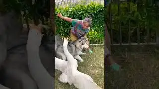 🐶🦢 