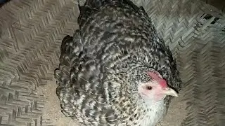 MURGI Eggs hatched by broody hen || Natural eggs hatching || Desi Murghi harvesting baby Chicks