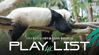 [𝟰𝗞] 자려고 틀었는데 시청각 풀 각성되는 𝗣𝗟𝗔𝗬𝗟𝗜𝗦𝗧｜#판다와Song #11