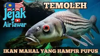Ikan Temoleh