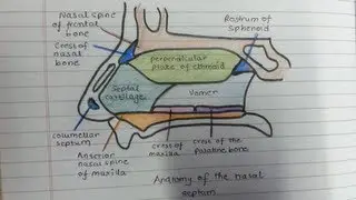 Draw the nasal septum with me