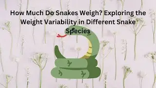 How Much Do Snakes Weigh? Exploring the Weight Variability in Different Snake Species