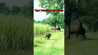 tiger is roaming near village site#tiger attack