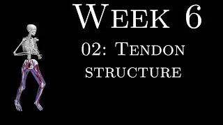 K305 Week 6 - 02 - Tendon structure