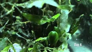 [27] Caulerpa Prolifera going through Sexual stage