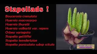 Stapeliads : stekjes Grigoris