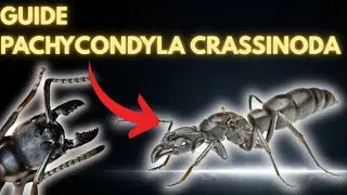 Как ухаживать за PACHYCONDYLA CRASSINODA в неволе? (Полное руководство)