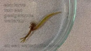 Een larve van een geelgerande watertor zuigt een waterjufferlarve leeg