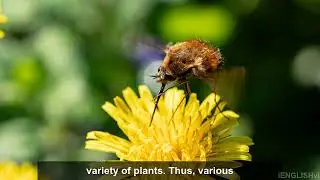 Why Bees Matter