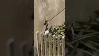 Кормлю камчатских муравьев 