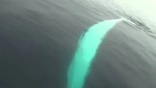 AMAZING video of a twirling Finback Whale