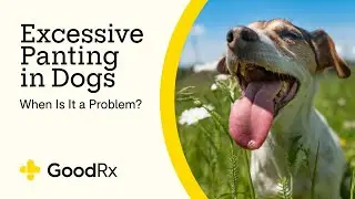 Excessive Panting in Dogs: When Is It a Problem? | GoodRx