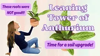 Emergency Repotting My Anthurium Bird&rsquo;s Nest | Root Rescue | Care Tips Needed!