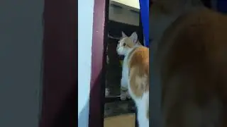 Kucing Kepo