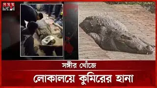 সঙ্গী খুঁজতে লোকালয়ে খানজাহান আলী মাজারের কুমির | Crocodiles | Bagerhat | Somoy TV