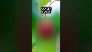 Cancer Season