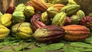 Madagascar's world-class cocoa, a bitter sweet cash crop