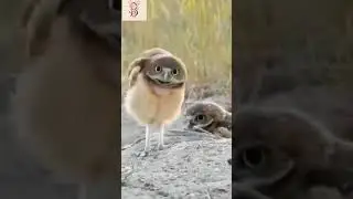 Burrowing Baby Owl Dancing , Baby Owel , Birds Funny Videos #Shorts#You_Birds#Owl#Funny#Dance