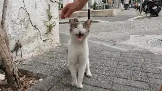 Cute cat next to the bougainvillea greets me with its trilling meow