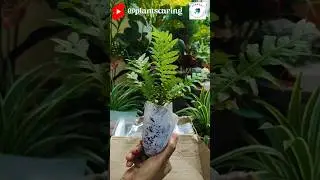🌱 सस्ते दामों पर यहां से खरीदें प्लांट्स Best online Plants Purchasing Store |🍃 #Onlineplants #viral