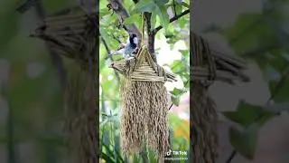 #nature#birds#save birds#status