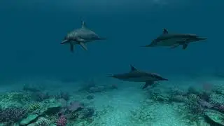 3d Animation Dolphins Underwater