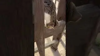 #قطط #cat #catlover #catvideos #cats #catplaying #catlovers #catstory #catshorts #catlife #nature