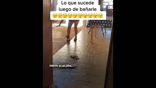 &iquest;Un chihuahua endemoniado? Este perrito est&aacute; listo para atacar solo porque lo ba&ntilde;aron 😅
