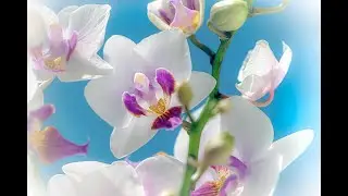Lift your mood - a gratitude meditation to enhance positive emotional states and promote wellbeing!