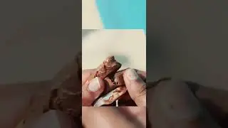 kitkat  