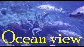 Close encounters with puffins, sea lions, and other marine life | Alaska SeaLife Center
