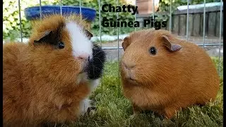 Guinea pig noises - Happy sounds as Ginger and Chutney talk to each other