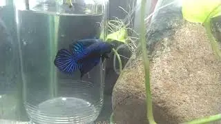 Spade tail Betta fish