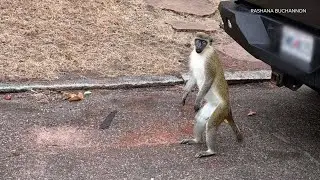 Vervet monkeys continue to elude capture, sparking concern near O’Fallon Park