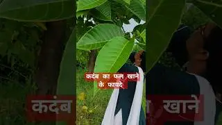 Kadam or kadamba tree 🌴🌴 #factsinhindi #amazingfacts #fruit #healthtips #youtubeshorts