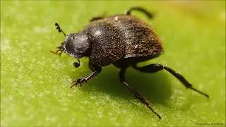 Teeny dung beetles (Epirinus minimus) rolling tiny balls