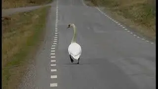 Kn&ouml;lsvan / Cygnus olor / Mute Swan / ljud-sound