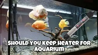 How to maintain temperature of oscarfish tank in monsoon  #vlog #petvlog
