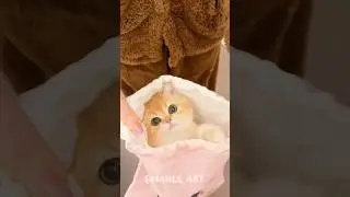 Fluffy Cat Moment #cute #cat #kitten #meow