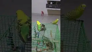 Budgies Parrot 🦜 #birds #lovebirds #budgies #beautiful #parrot #parrots #shorts #parakeet  @nkmbirds