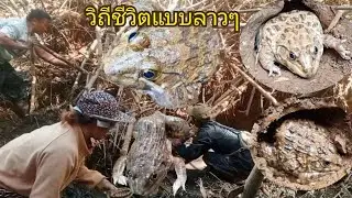 หาเลาะขุดกบ 4 คนอ้ายน้องมื้อนี้หมานๆหาอยู่หากินตามชนบท
