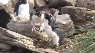 Br&uuml;tende Felsenpinguine auf den Falklandinseln