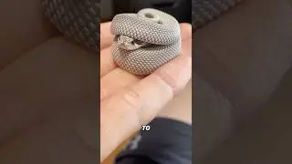 Nature&rsquo;s biggest drama queen: the hognose snake #cute #animals #snake  #snakes #hognosesnake