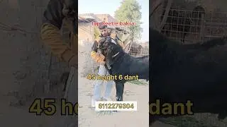 Z black Beetle bakra height 45 6dant for sale