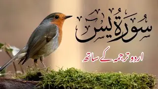 Surah Yasin | Episode 158 | with Urdu Translation | Quran Tilawat Beautiful Voice | Hindi Tarjuma
