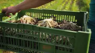 Gartenbau Krenn - Obst Gem&uuml;se Jungpflanzen