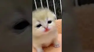 Miado de filhote de gato chamando a m&atilde;e#shorts