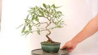 V&iacute;deo 360&ordm; Bonsai Prunus Dulcis. Almendro. PRD12