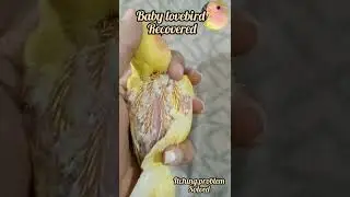 lovebird itching problem solved #shorts